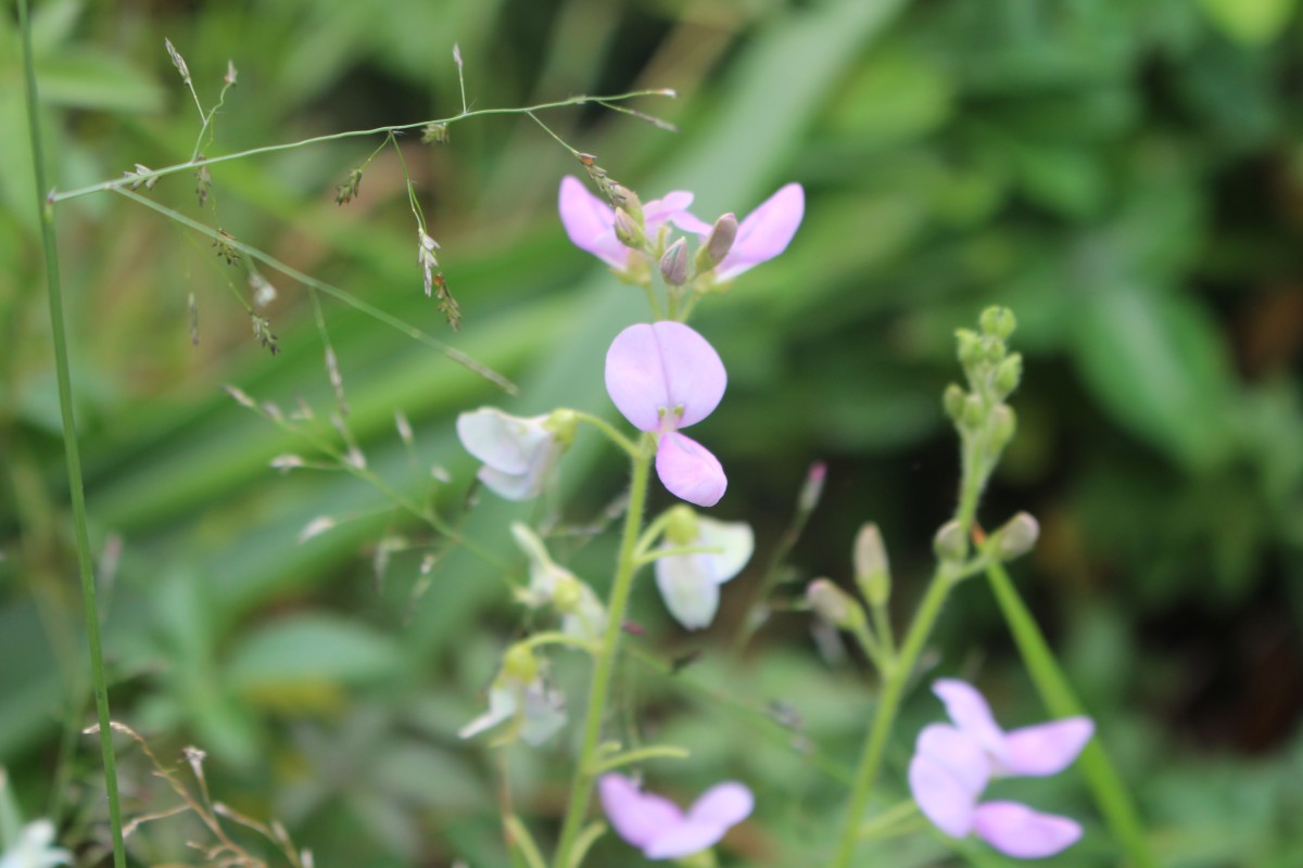 Desmodium